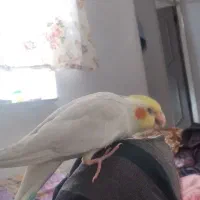 عروس هلندی سفید گم شده