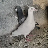 کبوتر جوجه|پرنده|طرقبه, |دیوار