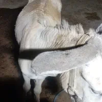 خرنر