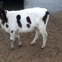 فروش گاو هلشتاین همراه گوساله|حیوانات مزرعه|سراوان, |دیوار