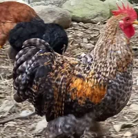 خروس کوشین  پا پری