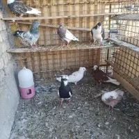 کبوتر
