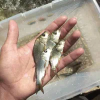 ماهی|ماهی|رشت, شهرک الغدیر|دیوار