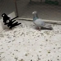 موشی نر مست