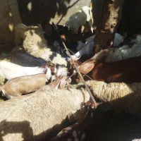 کهره،بره شهرک توحید