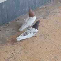 کبوتر|پرنده|شیراز, فخرآباد (دروازه کازرون)|دیوار