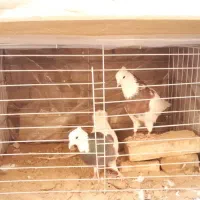 کفتر طوقی|پرنده|یزد, |دیوار