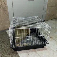 قفس خرگوش و سگ