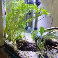 آکواریوم سهره