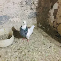فروش جفت طوقی