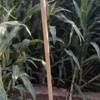 ذرت علوفه ای