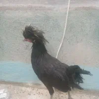 مرغ سر سفید و لهستانی