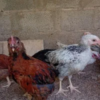 جوجه سه ماهه قیمت 200