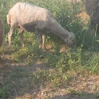 میش