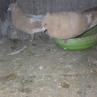 زرد کت سفید|پرنده|مشهد, مشکینی (شهرک غرب)|دیوار