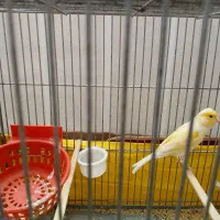 قناری|پرنده|پاکدشت, خاتون آباد|دیوار