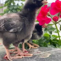جوجه واکسینه سوپر پیلموت