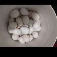 تخم بوقلمون تازه نطفه دار