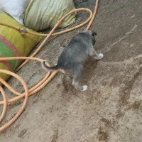 توله سرابی|سگ|اهر, |دیوار