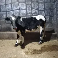 گوساله ماده هلشتاین|حیوانات مزرعه|فارسان, |دیوار