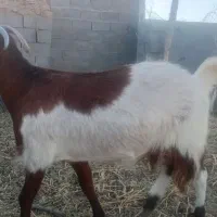 دو عدد بز پاکستانی