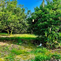 فروش-زمین-پول-لارم-300متری-قابل-ساخت-با-انشعابات