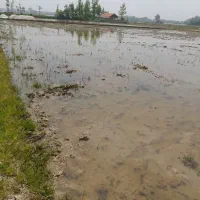 فروش زمین کشاورزی شهید شیرودی ، لاکان|فروش زمین و ملک کلنگی|رشت, لاکان|دیوار