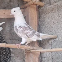 کبوتر نر اث|پرنده|احمدسرگوراب, |دیوار