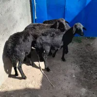 بره‌ماده‌قره‌قزل