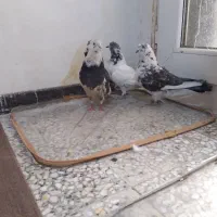 سه عدد کفتر پرشی خال ساعتی ملقی عتیقه