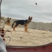 ژرمن شپرد|سگ|اردبیل, |دیوار