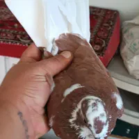 دوعددشازده قرمز|پرنده|پارس‌آباد, |دیوار