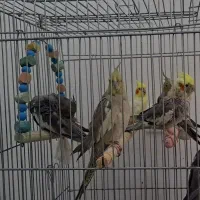 6 عدد عروس هلندی|پرنده|گرمسار, |دیوار