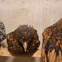 سبرایت کاکلی وارداتی|حیوانات مزرعه|کاشان, شهدا|دیوار