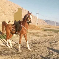 نریان سیلمی جهت فروش