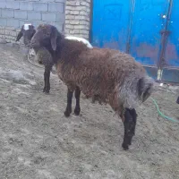 بره نر همو
