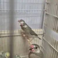 نرگسی و رنگین کمانی