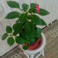 عروسک|اسباببازی|اردبیل, |دیوار