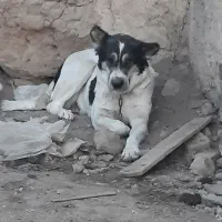 سگ لاس قدرجونی شکم پر فی مناسب|سگ|خمینیشهر, |دیوار