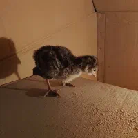 یه دونه جوجه بوقلمون برنز|حیوانات مزرعه|همدان, |دیوار