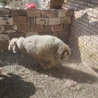 بره نره|حیوانات مزرعه|کارون, |دیوار