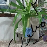 فروش گل در کلاته عرب