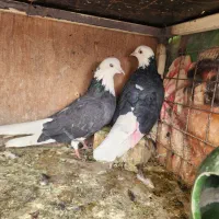 کفتر حراج|پرنده|ری, دیلمان|دیوار