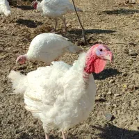 بوقلمون نژاد هلندی بیوتی۶|حیوانات مزرعه|اردبیل, |دیوار