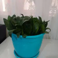 سانسوریا شمشیری سبز|گل و گیاه طبیعی|ارومیه, |دیوار