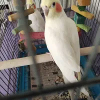 عروس هلندی لوتینو|پرنده|تهران, خزانه|دیوار