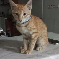 این گربه رو پیدا کردم