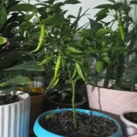 فروش وام مهر