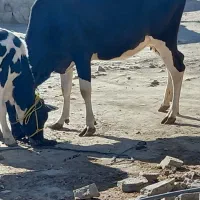 گاوماده وگوساله