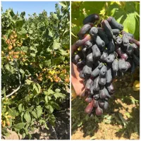 تولید ریشه پسته و انگور پربار تضمینی